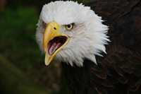 Eagle Animal Totems